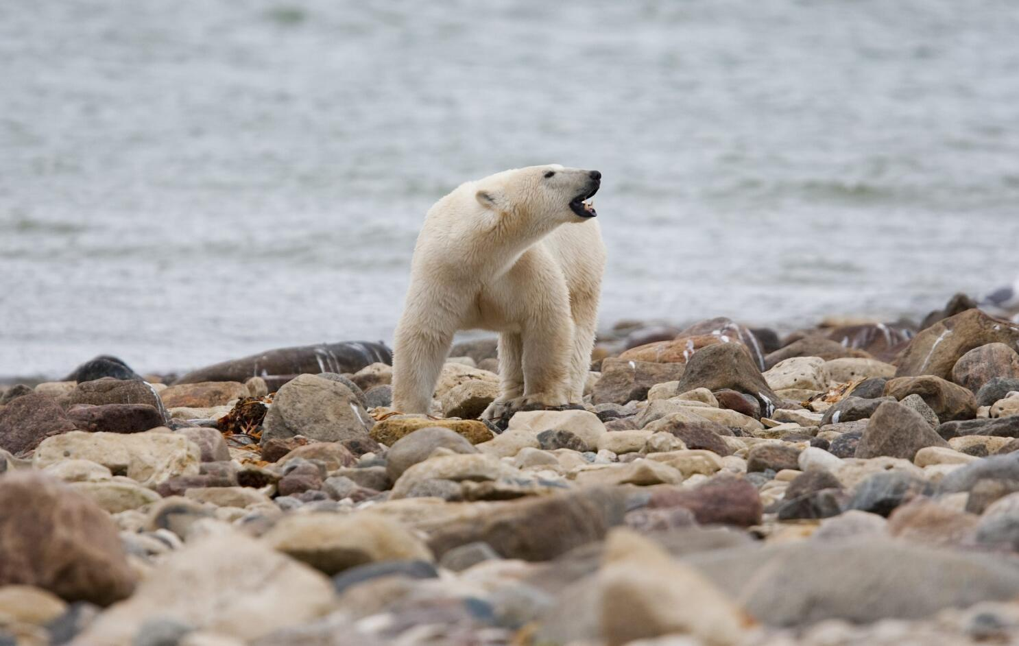 Si el verano ártico se alarga, los osos polares corren el riesgo de morir